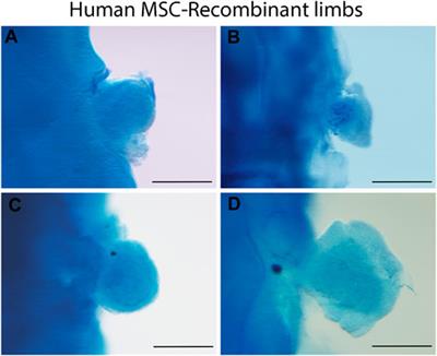 Recombinant Limb Assay as in Vivo Organoid Model